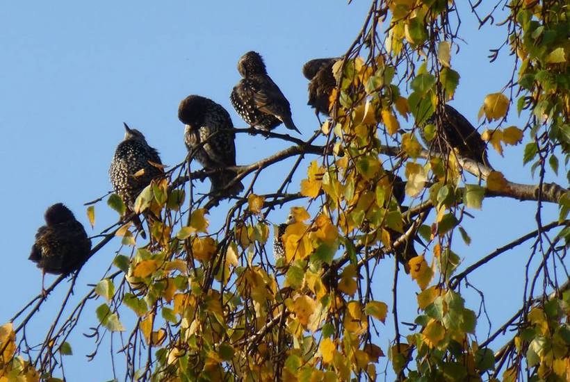 Naturen lige nu - Samletid
